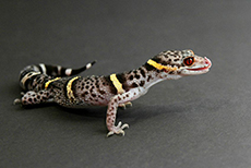 Chinese Cave Gecko