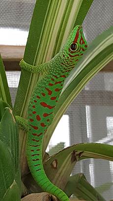 Crimson Day Gecko