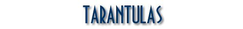 TARANTULAS