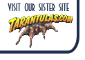 TARANTULAS.COM