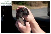 Berkshire rat