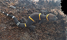 Chinese Cave Gecko