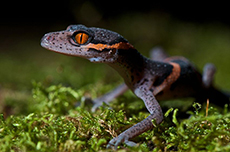 Chinese Cave Gecko