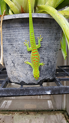 Crimson Day Gecko