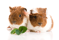 guinea pig duo