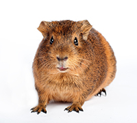 guinea pig facing