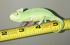 low white pied veiled chameleon