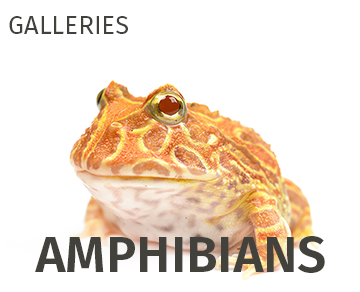 Amphibian Galleries
