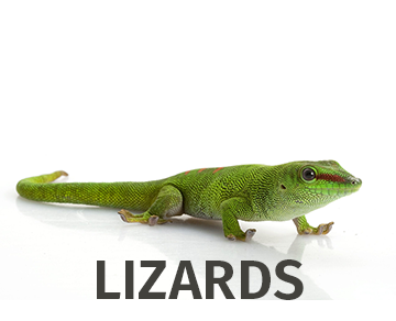 Lizard Galleries