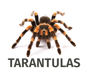 Tarantula Galleries