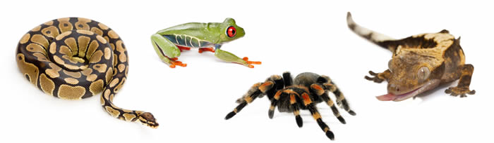 Herps & Inverts