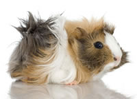 guinea pigs