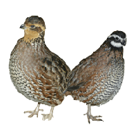 quail