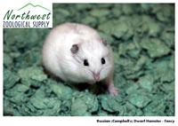 Russian (Campbell's) dwarf hamster