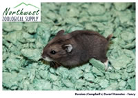Russian (Campbell's) dwarf hamster