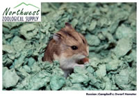Russian (Campbell's) dwarf hamster