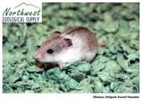 Chinese Hamster