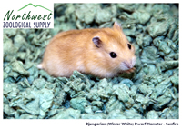 sunfire Djungarian dwarf hamster