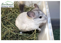 Fancy Chinchilla