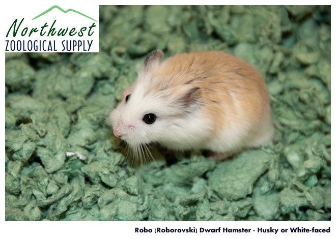 Wholesale Pets Companion Animals Dwarf Hamsters Northwest Zoological Supply,Pet Tortoise Cage