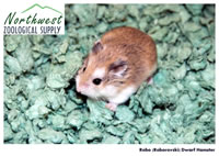 Robo dwarf hamster